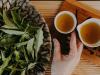 Magyar tea a Dunakanyarban – kuriózum a MATE egykori hallgatójának vállalkozása