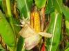 Keresik a leggazdaságosabban termelő kukoricatermesztőt