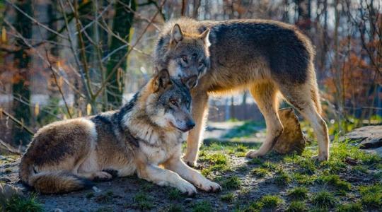 A német állattartók védelmet követelnek állataik számára a farkasokkal szemben