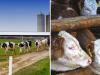 Hollandiában 2030-ra 33 százalékkal csökkentik a tejtermelő gazdaságok számát