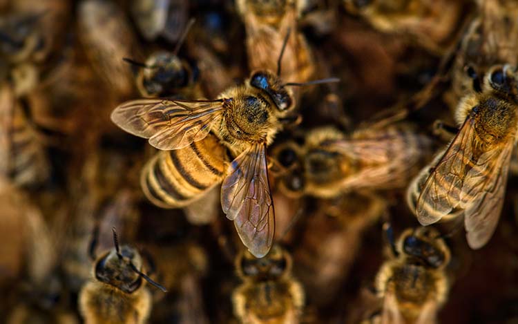 Az idei év rosszul kezdődött a németországi méhek számára