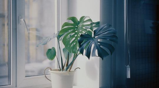 Bebizonyosodott: a növények hatékonyan távolítják el a levegőből a rákkeltő anyagokat
