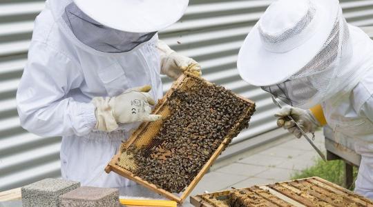 Ismét támad a pusztító méhbetegség – több település méhzárlat alatt van 