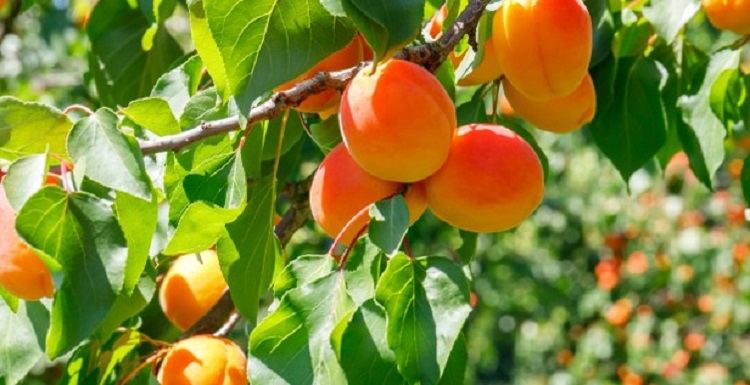 kajszibarack gyümölcsfa