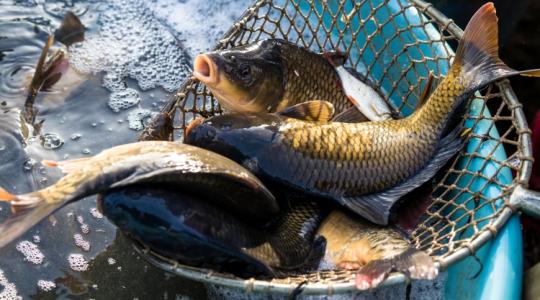 A kiugró takarmányköltségek miatt kap kompenzációs támogatást a halászati ágazat