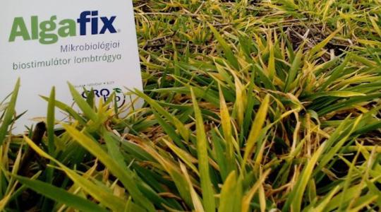 Algafix mikrobiológiai biostimulátor – növény és terméstámogató „long-life” hatással