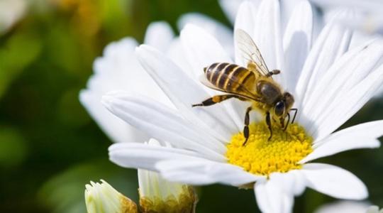 Méhek új szerepben: a levegőminőség őrszemeiként