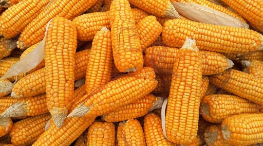 Most dönti be Kína a kukoricapiacot?