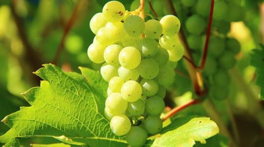 Szárazságtűrő ősi szőlőfajta: itt az új felfedezés