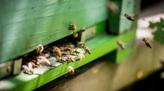 Méh állatjóléti program: újabb kétezer méhész kap támogatást 