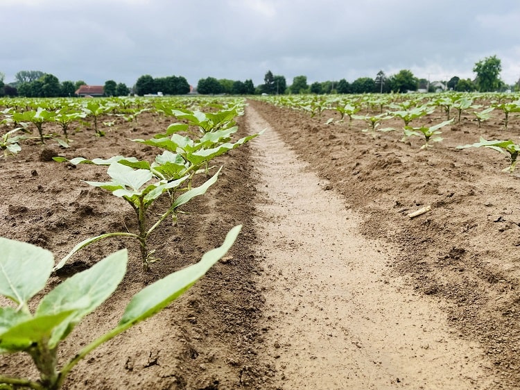 biostimulátor hatása