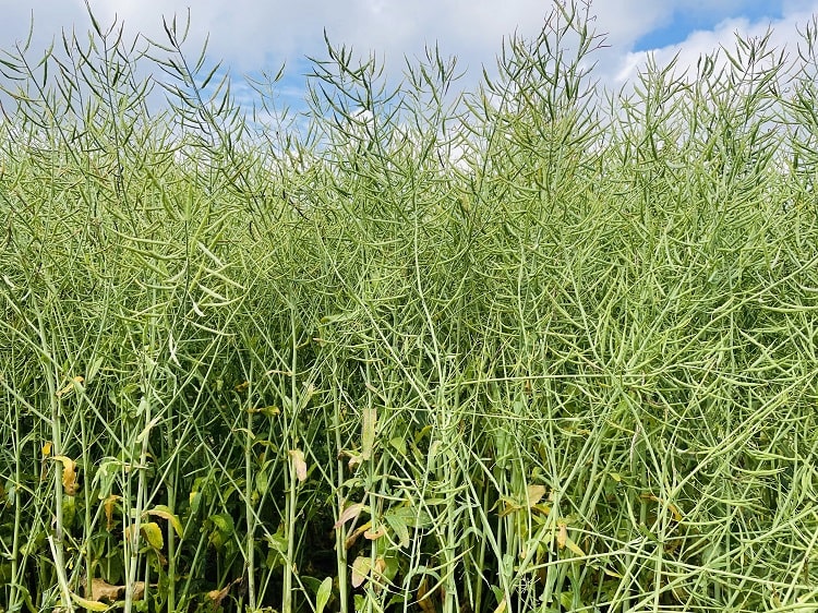 biostimulátor hatása