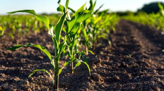 Őszintén a kukoricáról – VIDEÓ