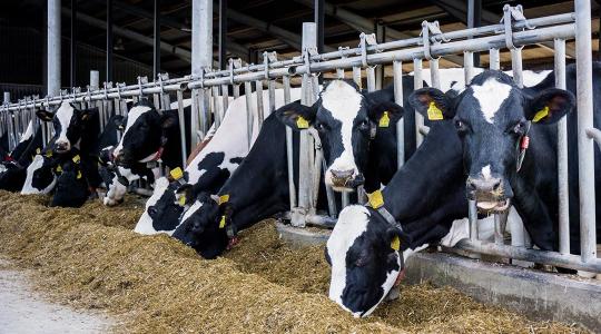 A tejipari cégek nemcsak a nehézségeket, de a lehetőségeket is látják