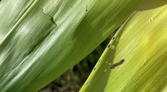 Miért és hogyan védekezzünk a mikotoxinok ellen kukoricában?