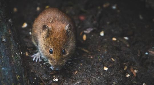 70 millió tonna gabona sorsa a tét: zseniális ötlettel rukkoltak elő a tudósok az egerek ellen