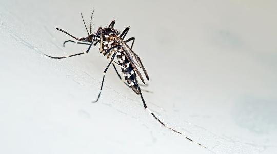 Háziállatra és emberre is veszélyes kórokozókat terjeszthetnek az inváziós csípőszúnyogok