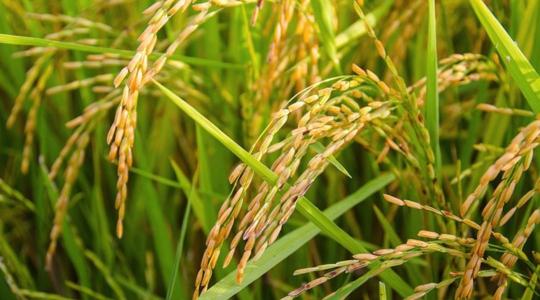 Nagy terméshozamokat produkál az új, szuperellenálló rizsfajta