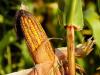 Mi a baj az ukrán kukoricával? A legújabb mérési eredményekből kiderül!