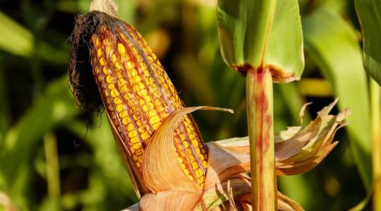 Mi a baj az ukrán kukoricával? A legújabb mérési eredményekből kiderül!