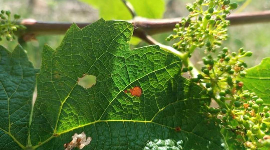 Megjelentek a szőlő feketerothadásának az első tünetei – növényvédelmi előrejelzés