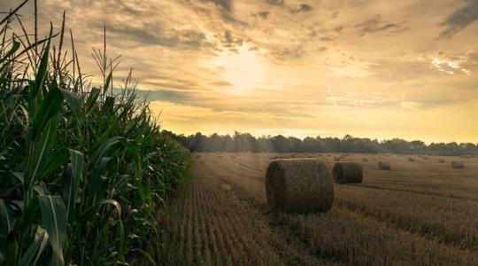 Nagy István szerint szeptember 15. után is tiltani kellene az ukrán gabona behozatalát