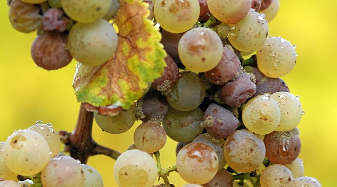 Amennyiben a klímaváltozás miatt eltűnik a botritisz gomba, veszélybe kerül a tokaji aszú, az egyik leghíresebb és legfinomabb magyar bor.