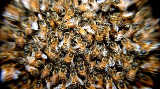 Új technológia, amely megmentheti a méheket