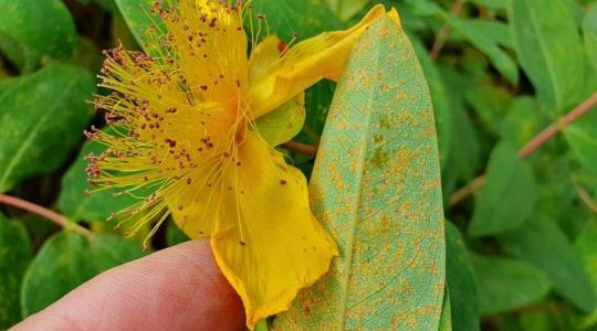 Rozsdagombák fertőzik a díszcserjéket, egynyári virágokat – mit lehet tenni ellenük?