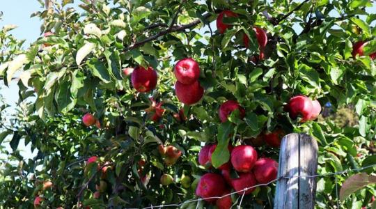 Baljós előjelek: sok helyen teremhet kevesebb alma 