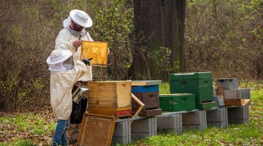 Ne maradj le! Elstartolt a méhészeti támogatási program