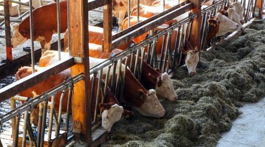Az állattenyésztés jövője függ a kórokozók elleni védekezés hatékonyságától