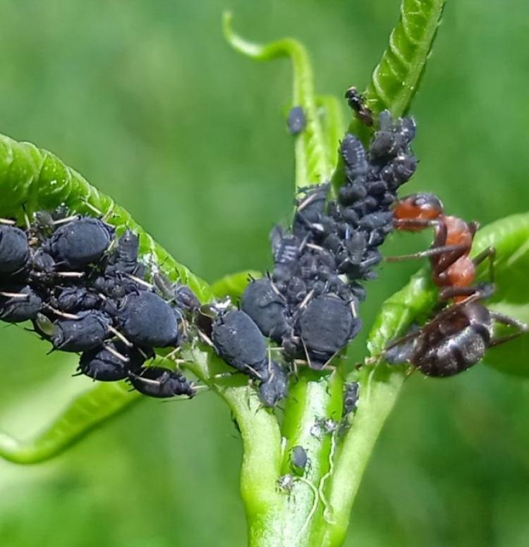 Fekete répalevéltetű (Aphis fabae)