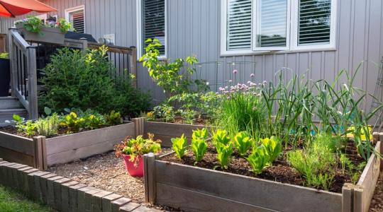 Duplázd meg a kerted! Mutatjuk mit és hogyan vess el, hogy bőségesen teremjen!