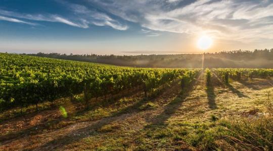 Válságos helyzetben a borászatok, a szakadék szélén a szőlőtermelők