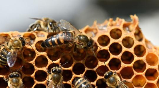 Kockázatos lehet az ismeretlen származású méhanya