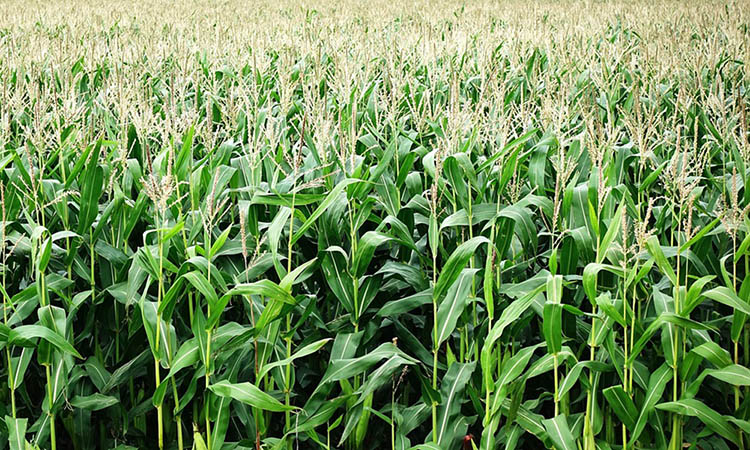 Az első nagy kukorica-felvásárlási hullám a növények virágzásának kezdetén lehet