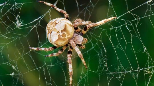 Egyre aktívabbak Magyarország legnagyobb pókjai