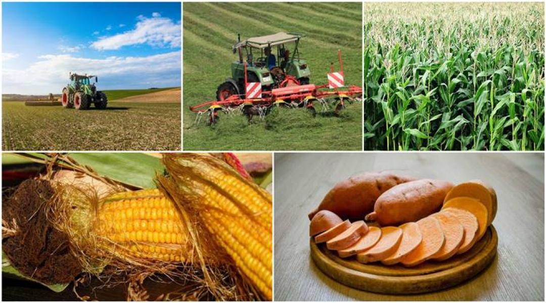 Kukoricafelvásárlási hullám, édesburgonya-termesztés, új GMO-szabályozás: mit kell tudni róla?