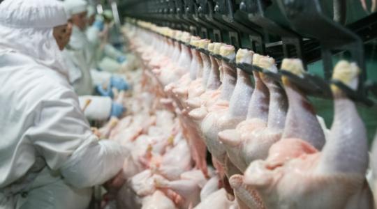 240 százalékkal nőtt az EU baromfihúsimportja Ukrajnából egy év alatt