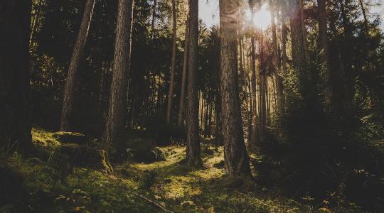 2022-es aszály: az erdők és a víz kapcsolatát vizsgálták