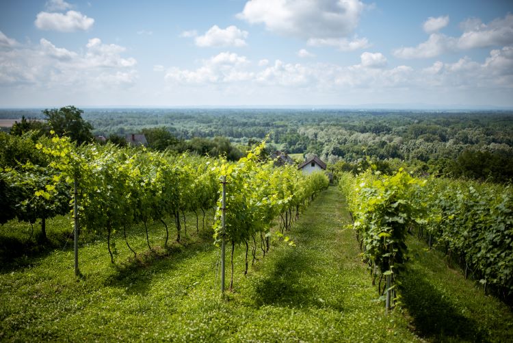 szőlő