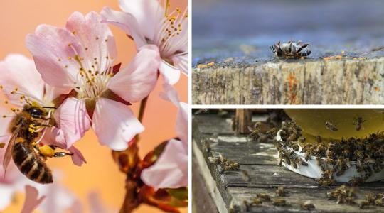Egyre kevesebb ideig élnek a méhek – a kutatók tanácstalanok