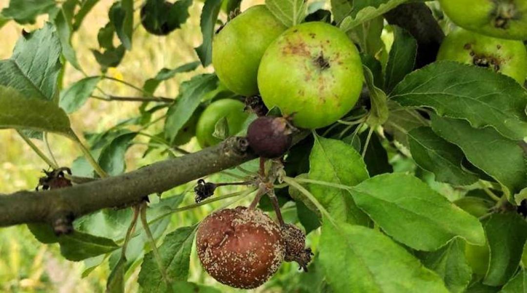 Erős a fertőzésveszély a gyümölcsösökben és a szőlőben – növényvédelmi előrejelzés
