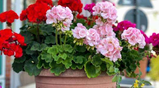 Kevés az időd, de gyönyörű, virágokkal teli kertet szeretnél? Ez lesz a te növényed!