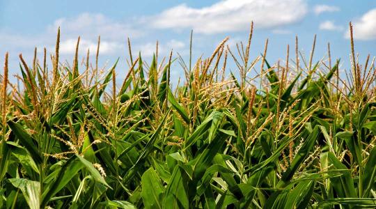 Totális háború a kukoricamoly ellen – új, kombinált védekezési módszert javasolnak