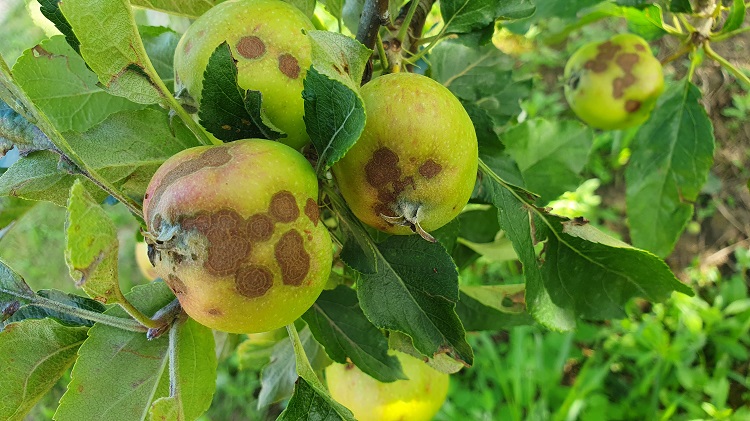  almatermés varasodása