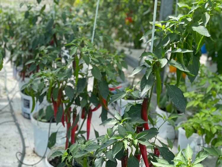 Cayenne bors chilipaprika