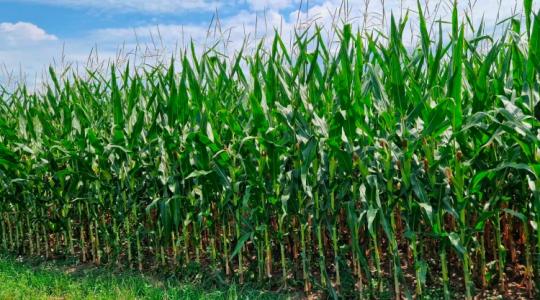 A költségek követésével biztosra mehetsz – termessz kukoricát úgy, hogy megérje