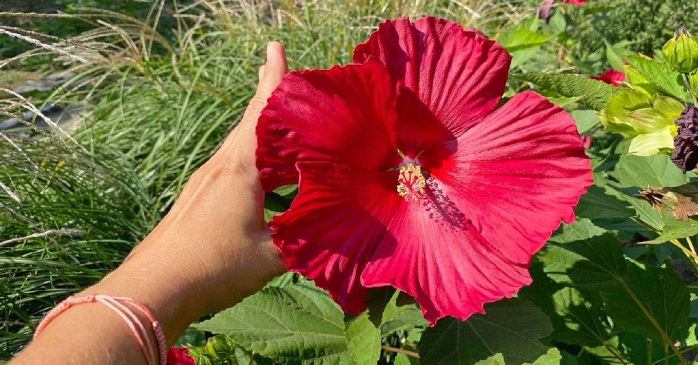 hibiszkusz virág